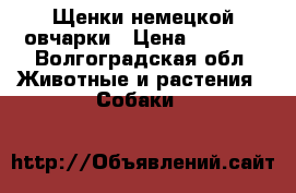 Щенки немецкой овчарки › Цена ­ 5 000 - Волгоградская обл. Животные и растения » Собаки   